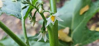 Image result for Solanum aethiopicum