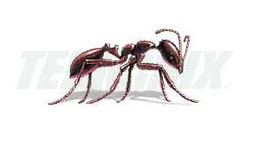 Controlar plaga de hormigas en Panamá -Terminix Panamá