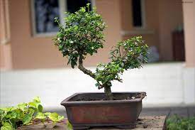 J'ai réussi à lui prendre quelques tours comme faire bisou ou assis par contre le carlin en générale à toujours envie de manger donc faite. Les Bases Du Bonsai Pour Debutant Conseils Pour Debuter Maitre Bonsai Bonsai Bonsai Tree Plants