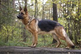 A national breed club (parent club) is a national organization that is dedicated to the preservation, protection and advancement of a dog breed. German Shepherd Puppies For Sale Greenfield Puppies