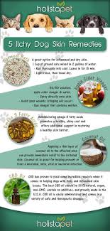 The Best Dog Itchy Skin Home Remedy Full List Cbd For Dog Itch In 2020 Dog Skin Remedies Itchy Dog Skin Dog Dry Skin Remedy