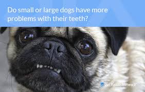How much does it cost for dog dental work. Dr Ernie S Top 10 Dog Dental Questions And His Answers