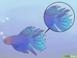 Cara Menyembuhkan Penyakit Ikan Cupang Dengan Gambar Wikihow