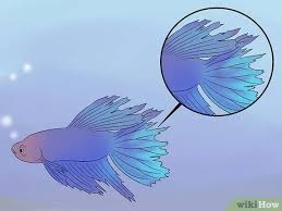 A common freshwater aquarium disease. How To Cure Betta Fish Diseases With Pictures Wikihow