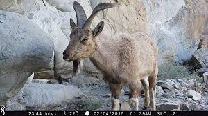 Women killing goat woman cited after dogs escape and kill goat coyote attacks and kills greensboro woman's goats struggling with only her upper body above the metal structure, xiang is seen pushing her son forward. Trophy Hunting Protects Pakistan S Markhor Brings Prosperity To Villages The Third Pole