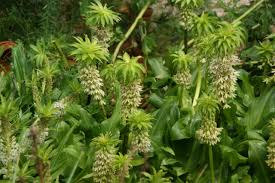 Image result for Eucomis zambesiaca