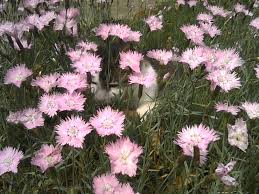 Dianthus caryophyllus, commonly known as the carnation or clove pink, is a species of dianthus. This Is Bath S Pink Dianthus Aka Cheddar Pinks On My Front Walk They Are Evergreen And Smell Like Cherries Pink Dianthus What S New Pussycat Front Walk