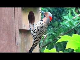 From middle english flikeren (to flutter), from old english flicerian, flicorian (to flutter). Northern Flicker Woodpecker Calling And Drumming Youtube