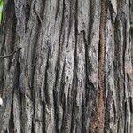 Image result for Terminalia brachystemma