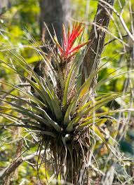 Image result for Xyris parvula