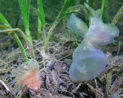 Image result for Melinis effusa