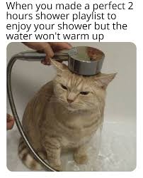 Day 7 Of Posting Random Cat Memes Memes