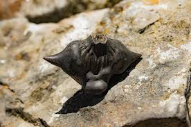 Image result for Trapaceae