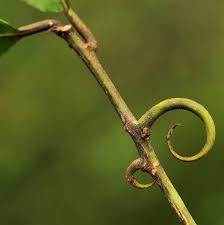 Image result for Hugonia platysepala