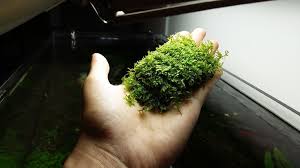Amazon Com Luffy Coco Mini Moss Plant On Coconut Shell Beautiful Live Aquarium Moss Plant For Java Fish Exo Shrimp Moss F Moss Plant Plants How To Dry Basil