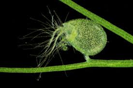 Image result for Utricularia gibba