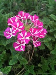 Check spelling or type a new query. Pink Candy Striped Verbena Annual Flowers Flowers Perennials Verbena Flower