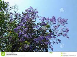 Flor Azul Das Flores Do Mimosifolia Do Jacaranda Imagem De Stock Imagem De Verde Folhas 96684141