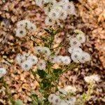 Image result for Pseudoconyza viscosa