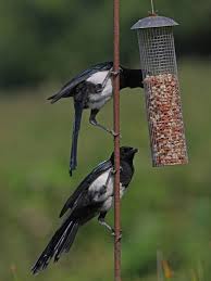 Magpies are averse to strong odours. How To Get Rid Of Magpies From Your Garden 5 Quick And Easy Deterrents Express Co Uk