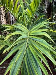 Image result for Adonidia