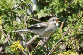 This bird is mainly a permanent resident, but northern birds may move south during harsh weather. Mockingbirds Songs Stop While They Care For Their Young Orange County Register