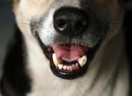 Cats develop cancer at a rate of about 1 in 5. Dog Lung Cancer Symptoms Petmd