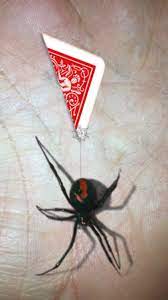 If you love solitaire card games, you're going to love spider solitaire by brainium even more! Magic Spider My Pet Boris App For Iphone Free Download Magic Spider My Pet Boris For Iphone At Apppure