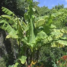 Image result for Musa Cavendish