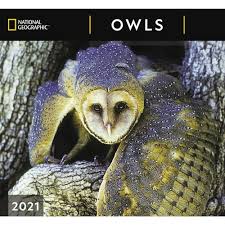 Owls National Geographic Wall Calendar In 2020 Owl Owl Species Western Screech Owl