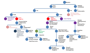 Types Of Bacteria Antibiotics Pharmacology Microbiology Microbiology Study