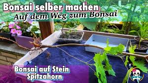 Schimmel bildet sich trotzdem manchmal. Bonsai Selber Machen Ahorn Bonsai Bonsai Baum Ahornbaum Bonsai Auf Stein Youtube