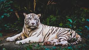 Baixar original 3840x2160 800x600 recortado 800x600 esticado mais resoluções adicionar um comentário use isso para criar um cartão use isso para criar um meme. Wallpaper White Tiger Laying To Rest 3840x2160 Uhd 4k Picture Image