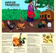 Crianza de aves de traspatio | Vivamos Mejor