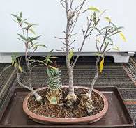Ficus tree care advice needed for yellow leaves