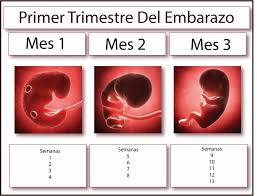 Tabla Primer Trimestre Trimestres Embarazo Embarazo Primer Trimestre De Embarazo