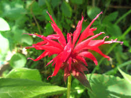 We did not find results for: Searching For Bee Balm Wild Plant Culture
