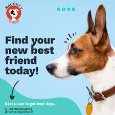 If you are in the market for your new best friend, you will want to find a pet store with a good reputation for. Best Dog Shop Jaipur Dog Shop Near Me Best Dog Breeders In Jaipur