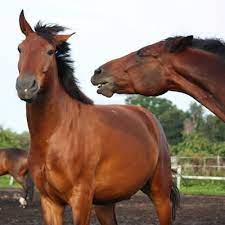 Home Jonathan Wood Veterinary Surgeons