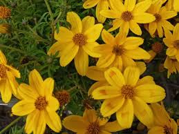 Image result for Bidens baumii