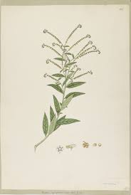 Image result for Cynoglossum lanceolatum