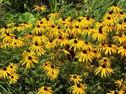 Rudbeckia Herbstonne Beechmount Garden Centre