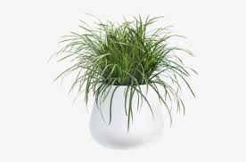 Explore and download more than million+ free png transparent images. Pot Plant Png White Potted Plant Png Free Transparent Png Download Pngkey
