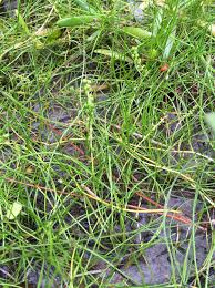 Image result for Triglochin striata