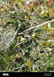 Image result for Scolopia zeyheri