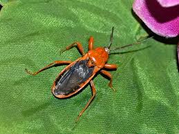 Image result for Amphiasma redheadii