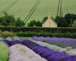 Lavandula Wikipedia The Free Encyclopedia Growing Lavender Lavender Fields Lavender Cottage