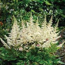 Astilbe Chinensis Vision In White From Santa Rosa Gardens False Spirea Astilbe Shade Perennials White Gardens