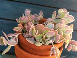 Kalanchoe Alticola World Of Succulents Succulents Garden Plant Stand Cacti And Succulents