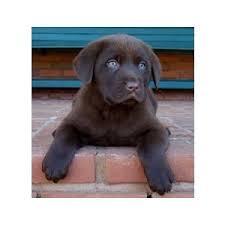 Compete primarily in the akc conformation ring along with some akc obedience. Chocolate Block Head Lab So Cute Lab Puppies Chocolate Lab Puppies Chocolate Lab
